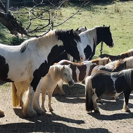 Lavendelmond Glamping Barntrup