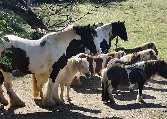 Lavendelmond Glamping Barntrup
